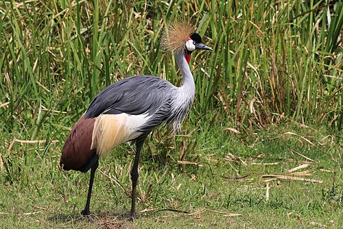 Grey Crowned Crane